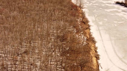 Forest 1