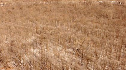 Forest 2