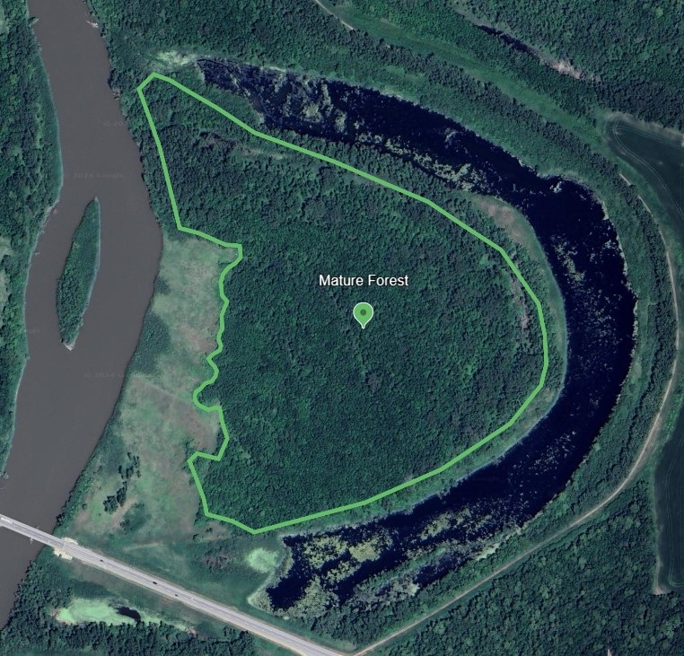 Mature Forest Bio Zone 