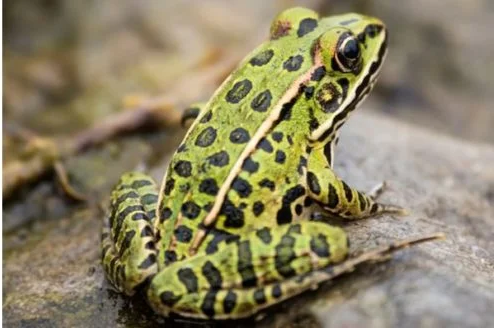 Northern Leopard Frog
