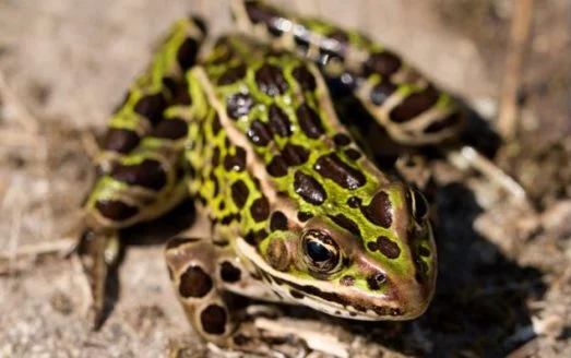 Northern Leopard Frog 2