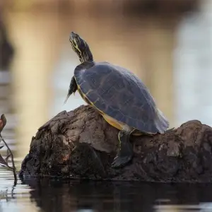 Painted Turtle