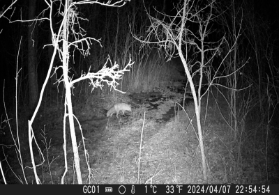 Fox - IR