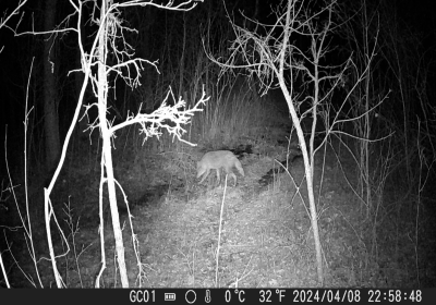 Coyote - IR