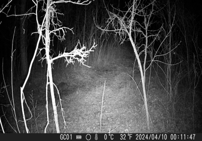 Racoon - IR