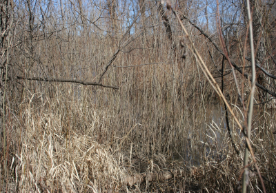 Oxbow End Channel Water 01