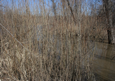 Oxbow End Channel Water 03