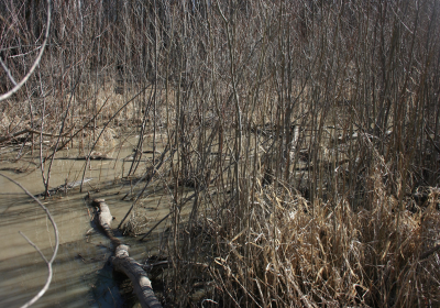 Oxbow End Channel Water 04