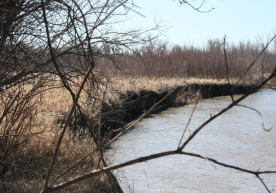 Oxbow End Forrest 06