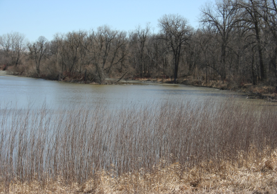 Eastern Riparian Forrest 01