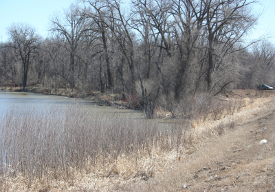 Eastern Riparian Forrest 02