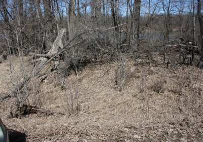 Eastern Riparian Forrest 03