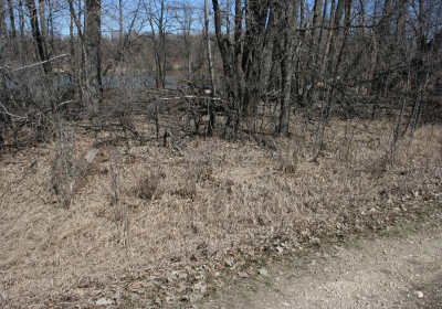 Eastern Riparian Forrest 04