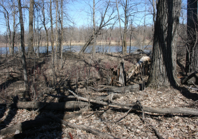 Eastern Riparian Forrest 05
