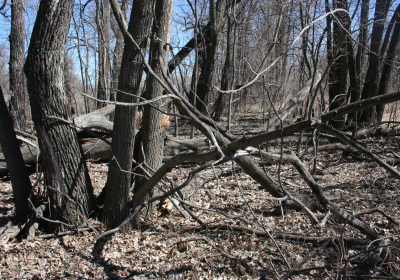 Eastern Riparian Forrest 06