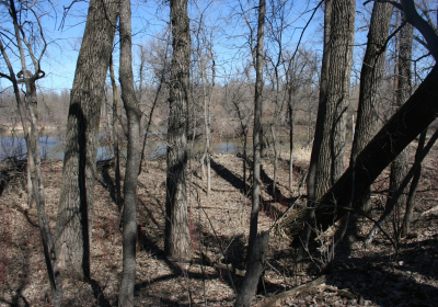 Eastern Riparian Forrest 07