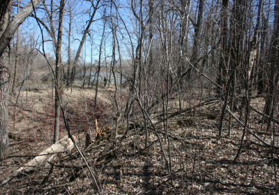 Eastern Riparian Forrest 08