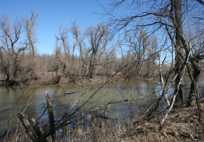 Eastern Riparian Forrest 10