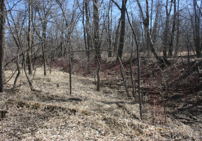 Eastern Riparian Forrest 11