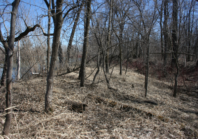 Eastern Riparian Forrest 12