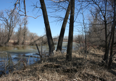 Eastern Riparian Forrest 13
