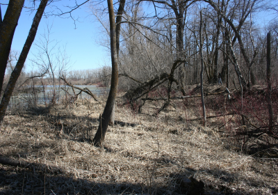 Eastern Riparian Forrest 15