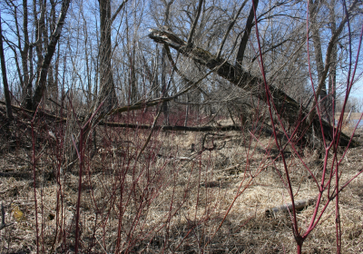 Eastern Riparian Forrest 17