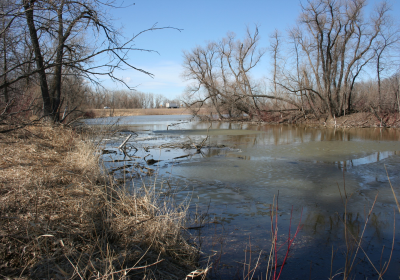 Eastern Riparian Forrest 18
