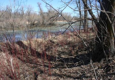 Eastern Riparian Forrest 19