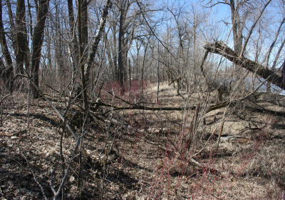 Eastern Riparian Forrest 20