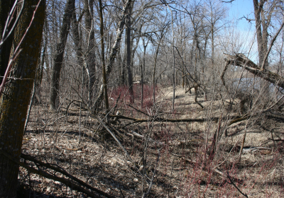 Eastern Riparian Forrest 21