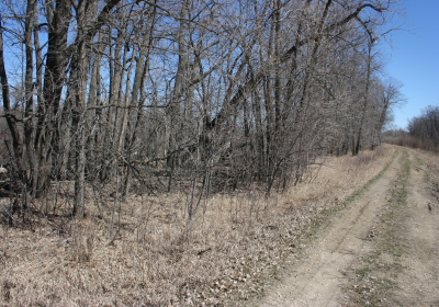 Eastern Riparian Forrest 22