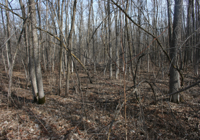 Access Trail 07