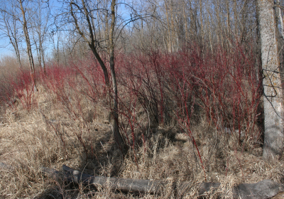 Access Trail 08