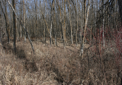 Access Trail 09