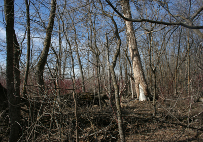 Access Trail 10