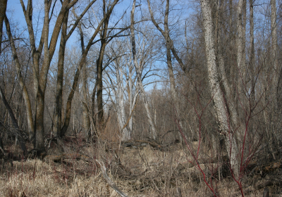 Forest 04