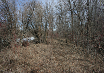 Forest 08