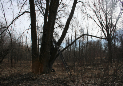 Forest 09