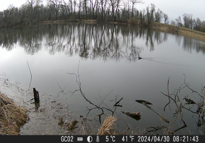 Oxbow South Duck