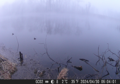 Ducks