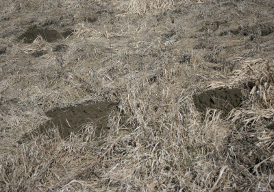 Prariegrassland 01