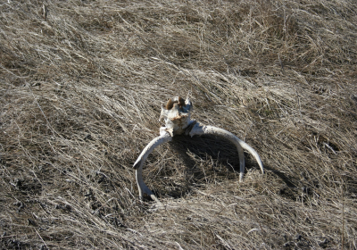 Prariegrassland 02