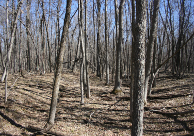 Mature Forrest 01