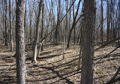 Mature Forrest 02