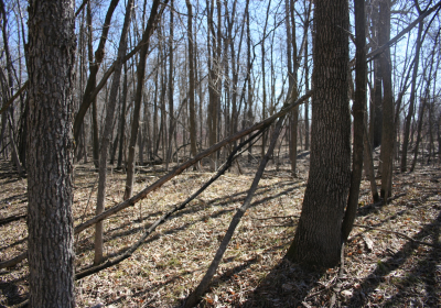 Mature Forrest 03