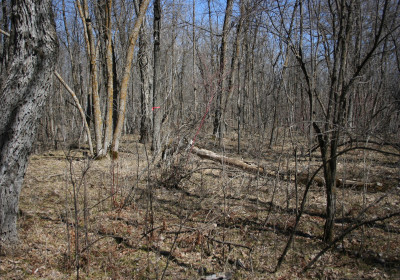 Mature Forrest 04