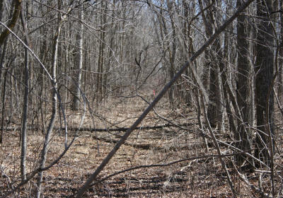 Mature Forrest 06