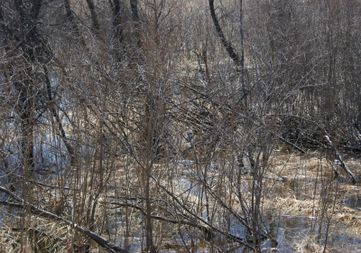 Oxbow South 08