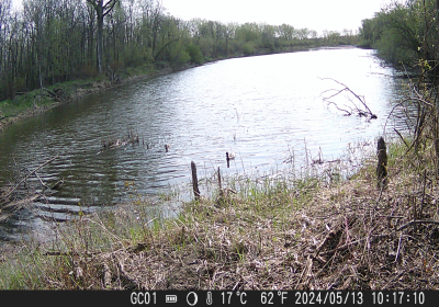 Wood Duck